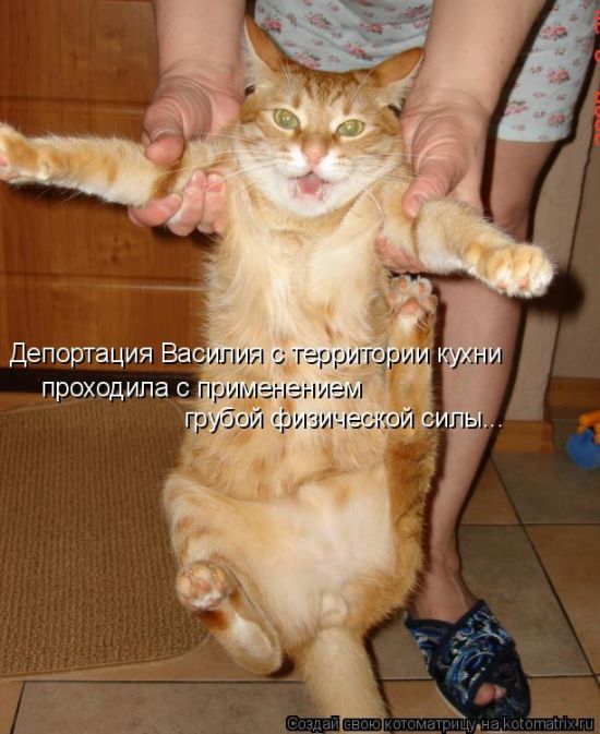 Лучшие котоматрицы недели