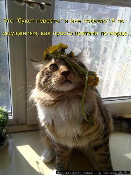 Лучшие котоматрицы недели
