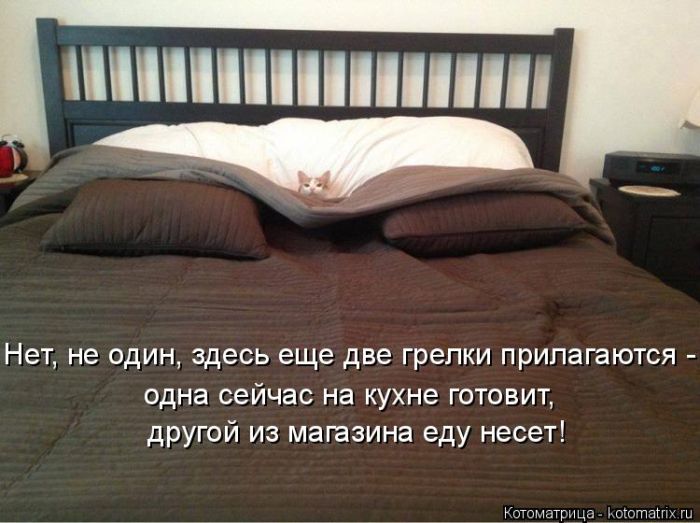 Лучшие котоматрицы недели
