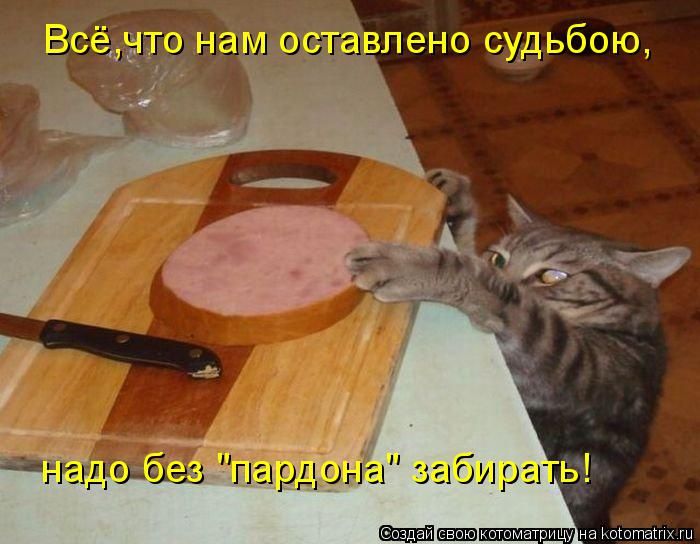 Лучшие котоматрицы недели