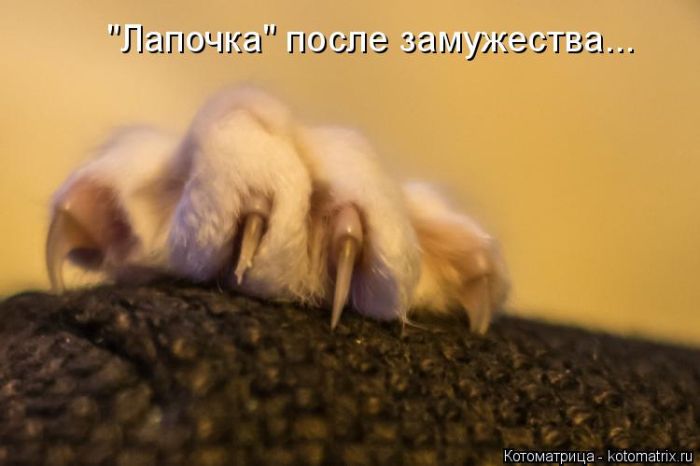 Лучшие котоматрицы недели