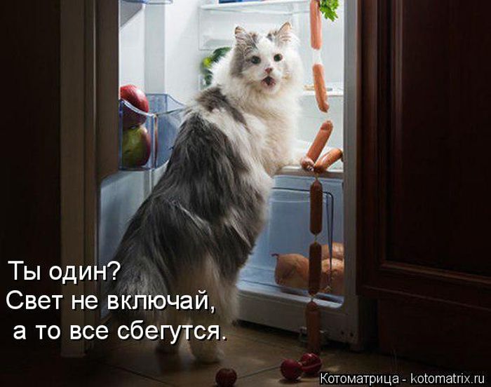 Лучшие котоматрицы недели