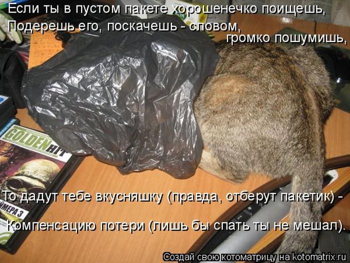 Лучшие котоматрицы недели