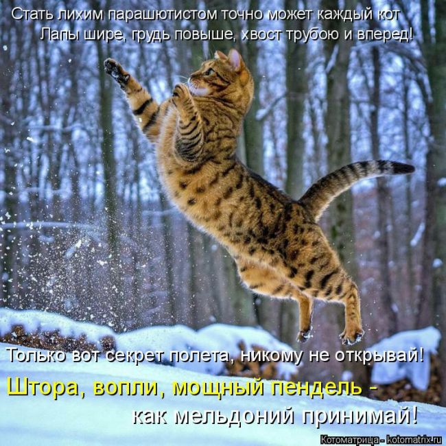 Лучшие котоматрицы недели