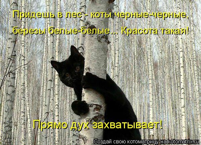 Лучшие котоматрицы недели