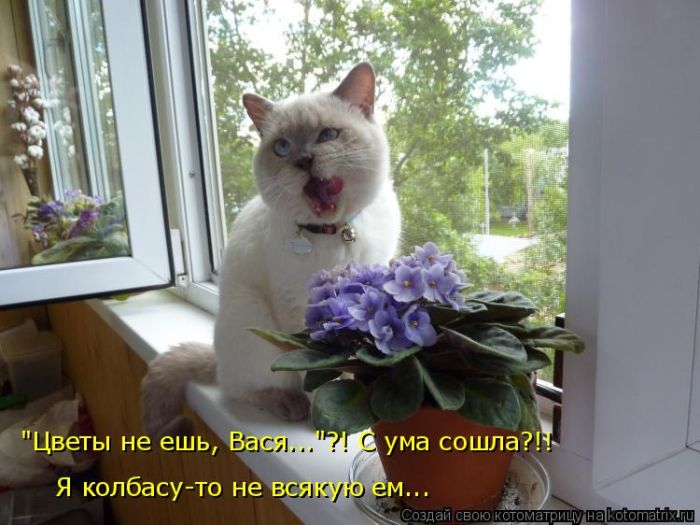 Лучшие котоматрицы недели