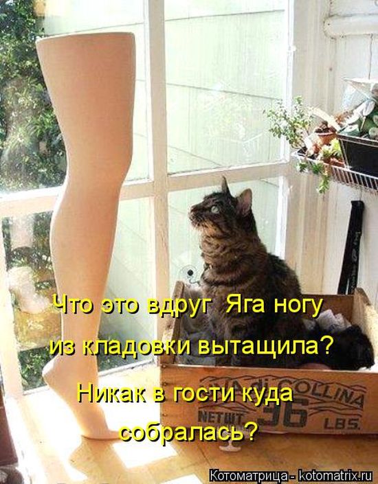 Лучшие котоматрицы недели
