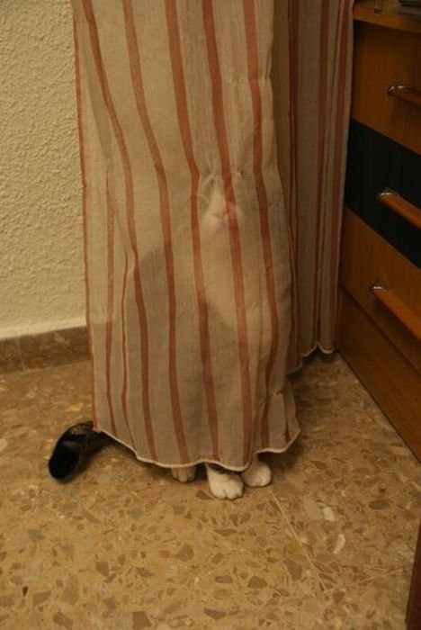 Коты, выглядывающие из своих укрытий
