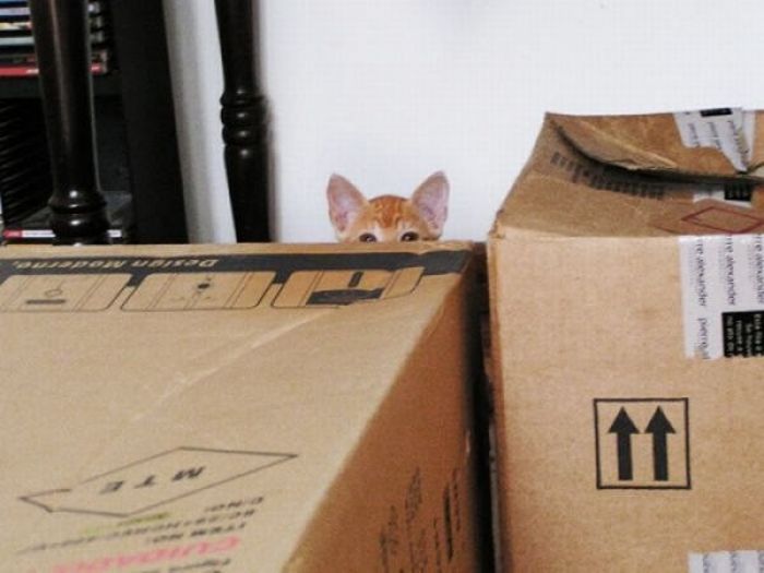 Коты, выглядывающие из своих укрытий