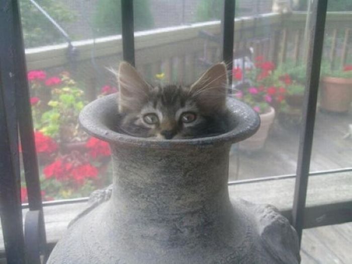 Коты, выглядывающие из своих укрытий