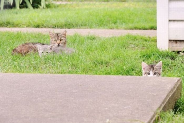 Коты, выглядывающие из своих укрытий
