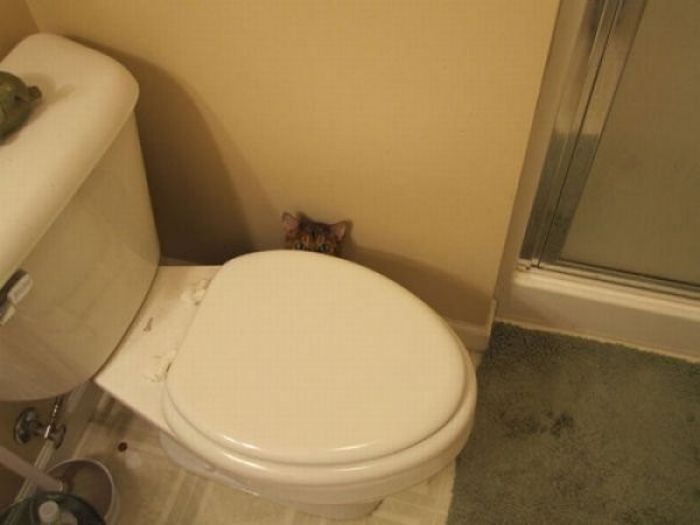 Коты, выглядывающие из своих укрытий