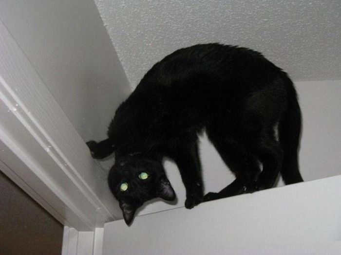 Коты, выглядывающие из своих укрытий