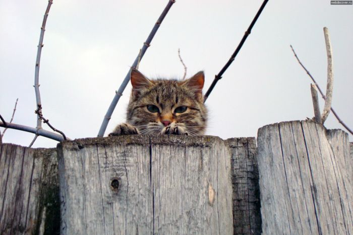 Коты, выглядывающие из своих укрытий