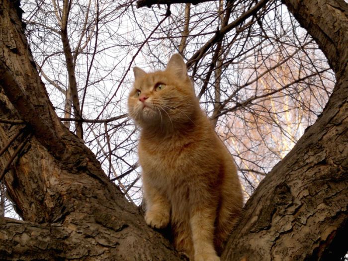 Коты, выглядывающие из своих укрытий