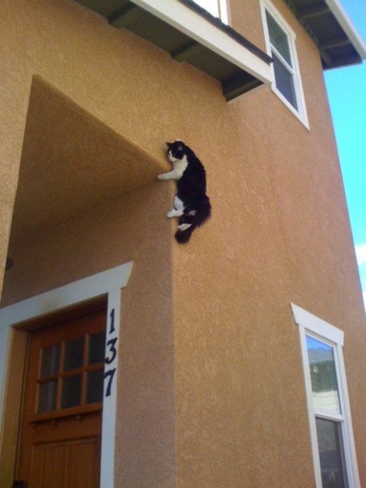 Коты, выглядывающие из своих укрытий
