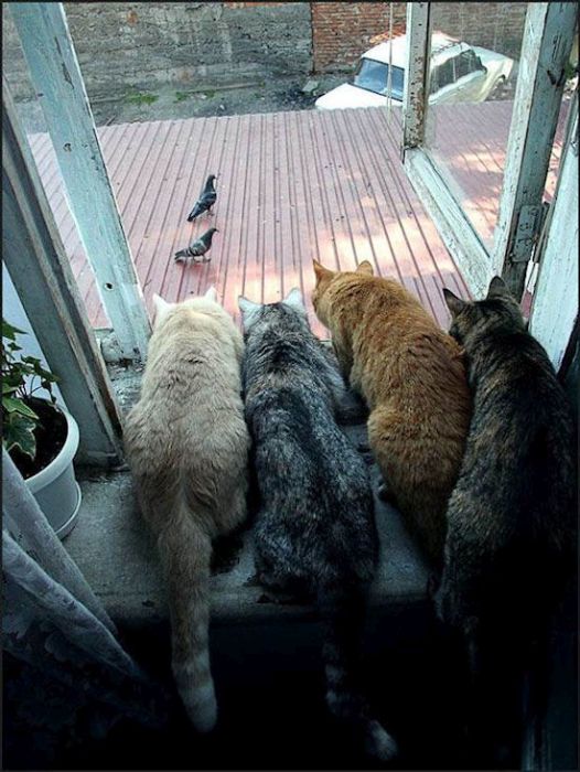 Коты, выглядывающие из своих укрытий