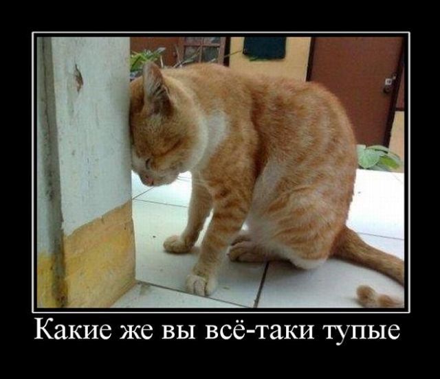 Демотиваторы