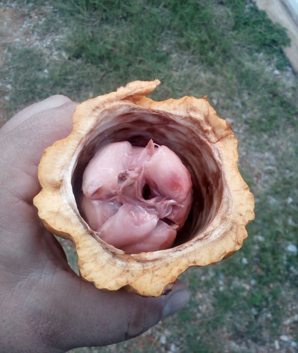 Угадайте, что это?