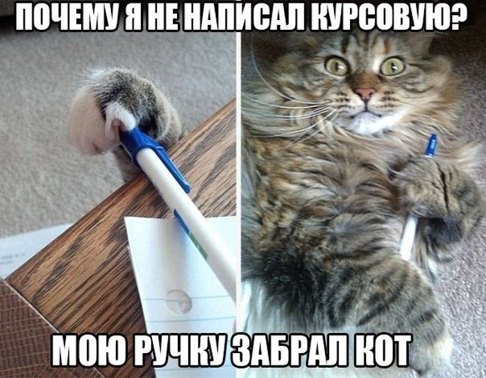 Порция картинок