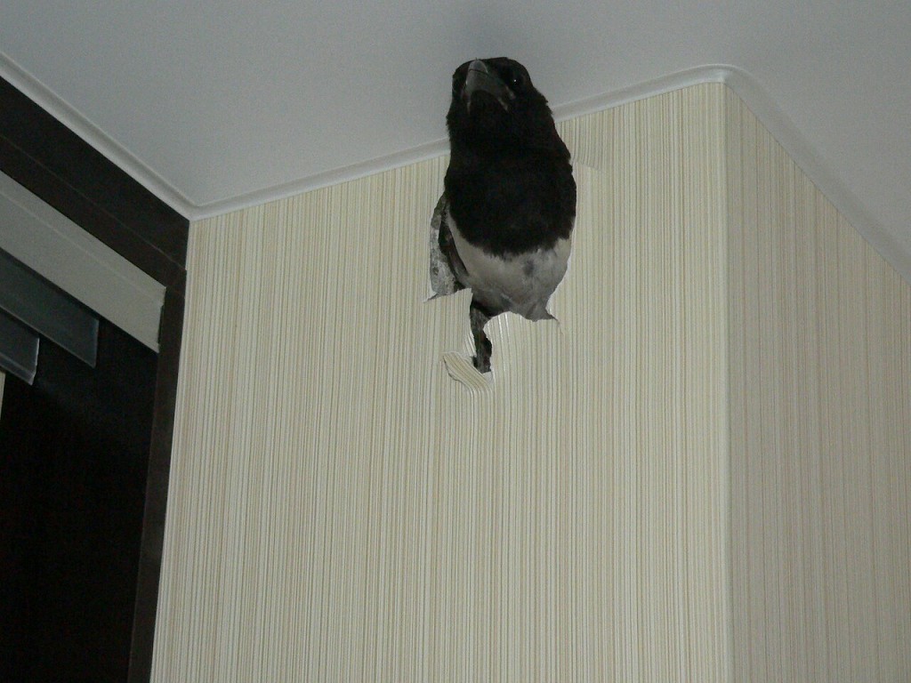 Неожиданная находка в стене