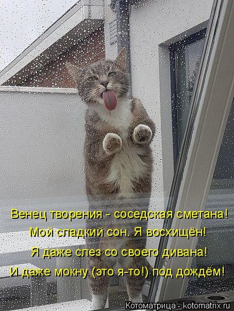 Лучшие котоматрицы недели
