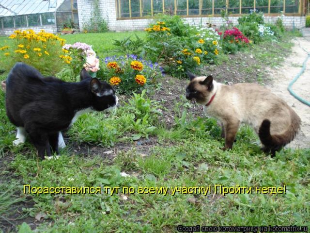 Лучшие котоматрицы недели
