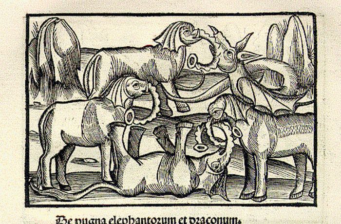 Как выглядел слон на средневековых рисунках