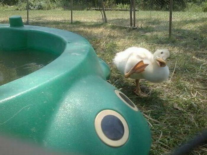 Прикольные картинки