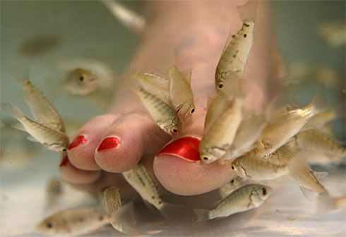 Самые экзотические спа - процедуры Самые экзотические спа - процедуры