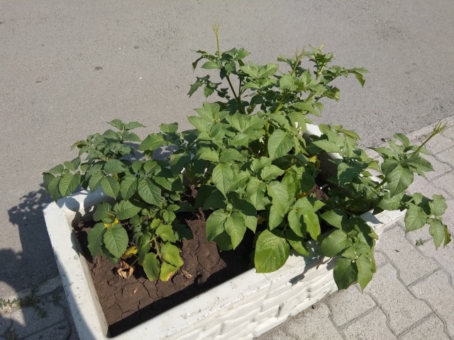Странные декоративные клумбы в Екатеринбурге