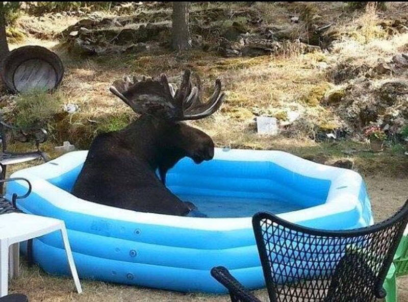 Тем временем в Канаде...