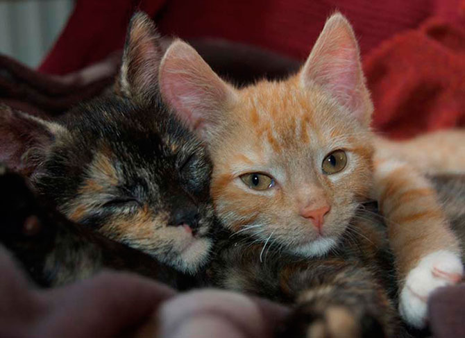 Учимся обниматься у кошек Учимся обниматься у кошек