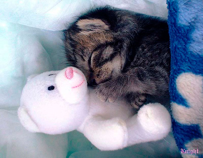 Учимся обниматься у кошек Учимся обниматься у кошек