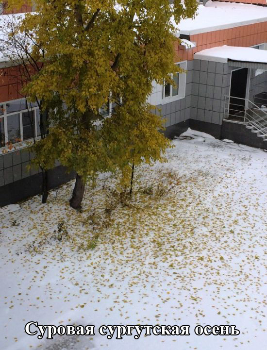Порция картинок
