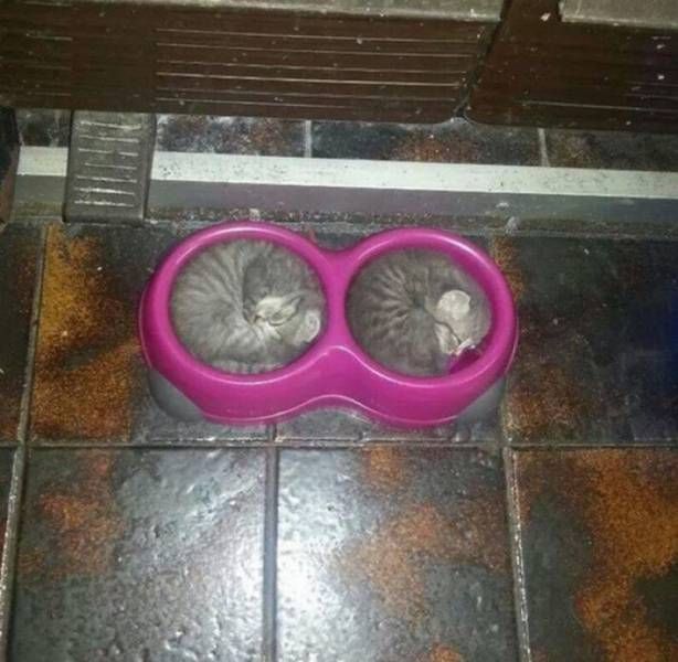 Прикольные картинки