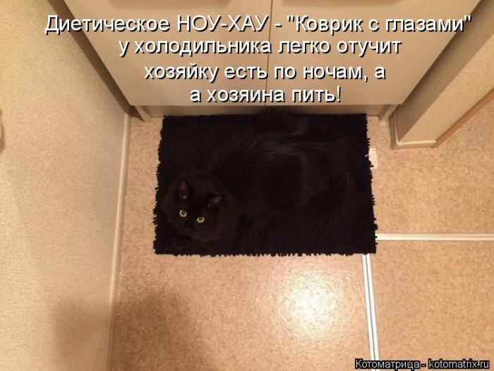 Лучшие котоматрицы недели
