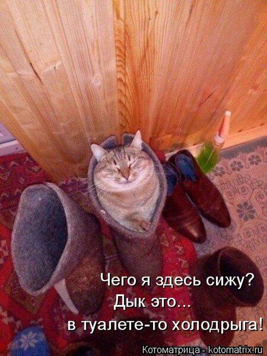 Лучшие котоматрицы недели