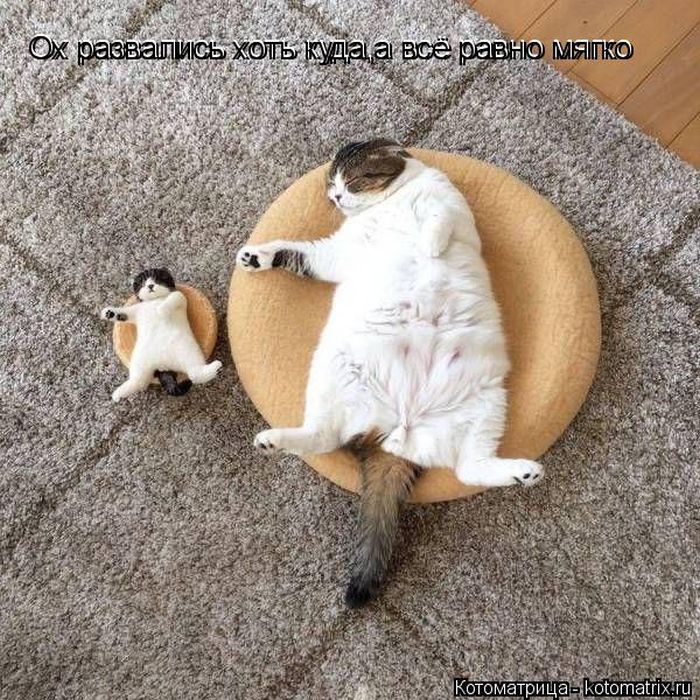 Лучшие котоматрицы недели
