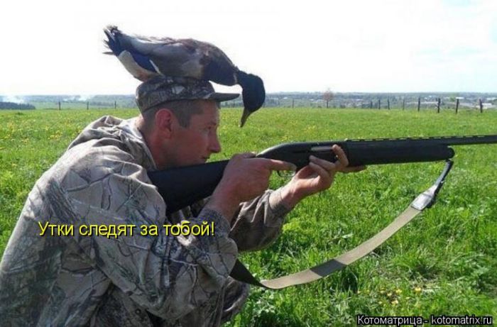 Лучшие котоматрицы недели