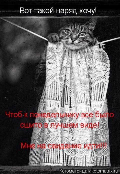 Лучшие котоматрицы недели
