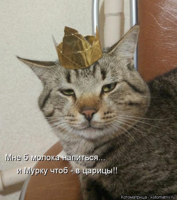 Лучшие котоматрицы недели