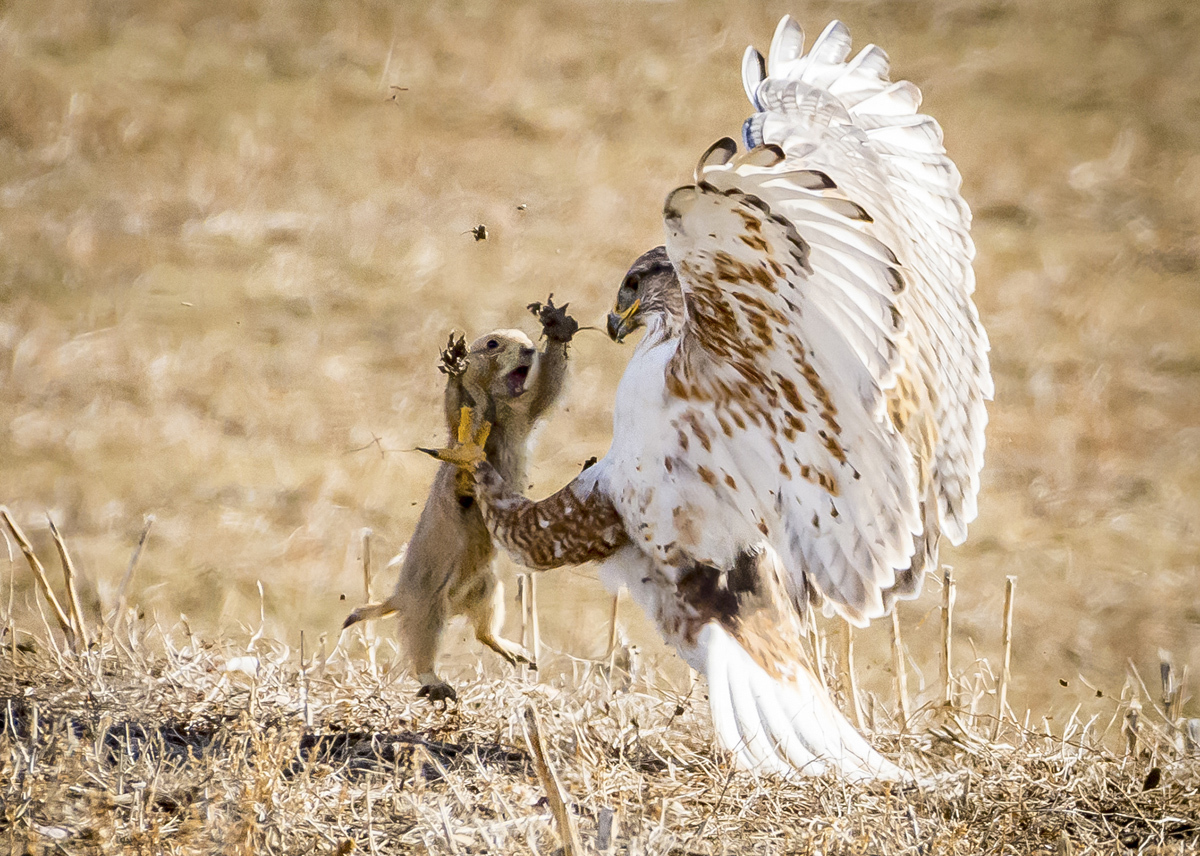 Лучшие кадры, которые прислали на фотоконкурс National Geographic Nature Photographer 2017