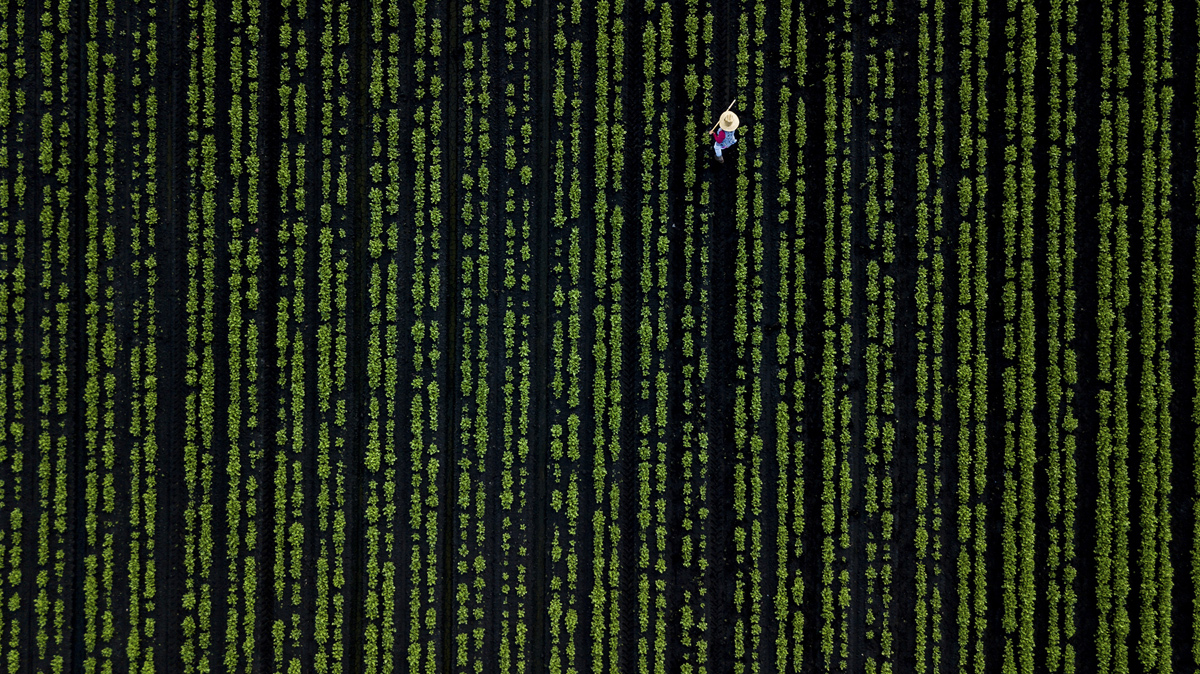 Лучшие кадры, которые прислали на фотоконкурс National Geographic Nature Photographer 2017