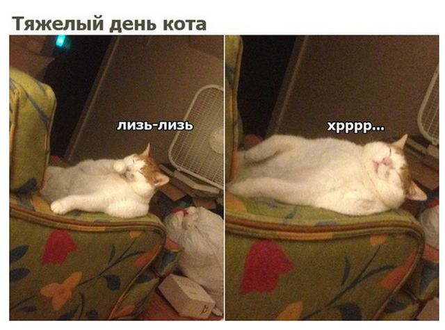 Прикольные картинки