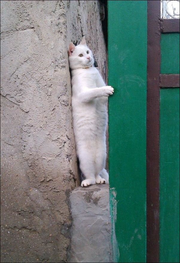 Кучка картинок
