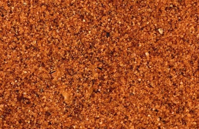 Лучшие маскировщики среди животных