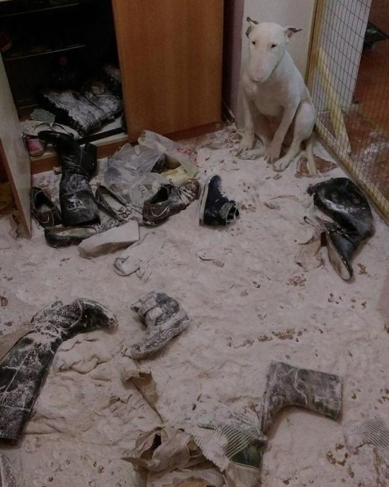 Прикольные картинки