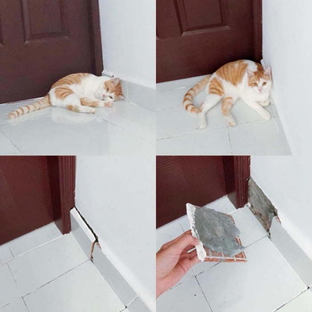 Прикольные картинки
