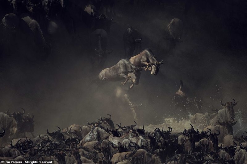 Претенденты на победу в фотоконкурсе Smithsonian Photo Contest 2018